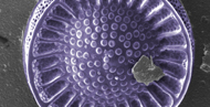 2- diatom, magdalena parlinska, university of rzeszow, poland 